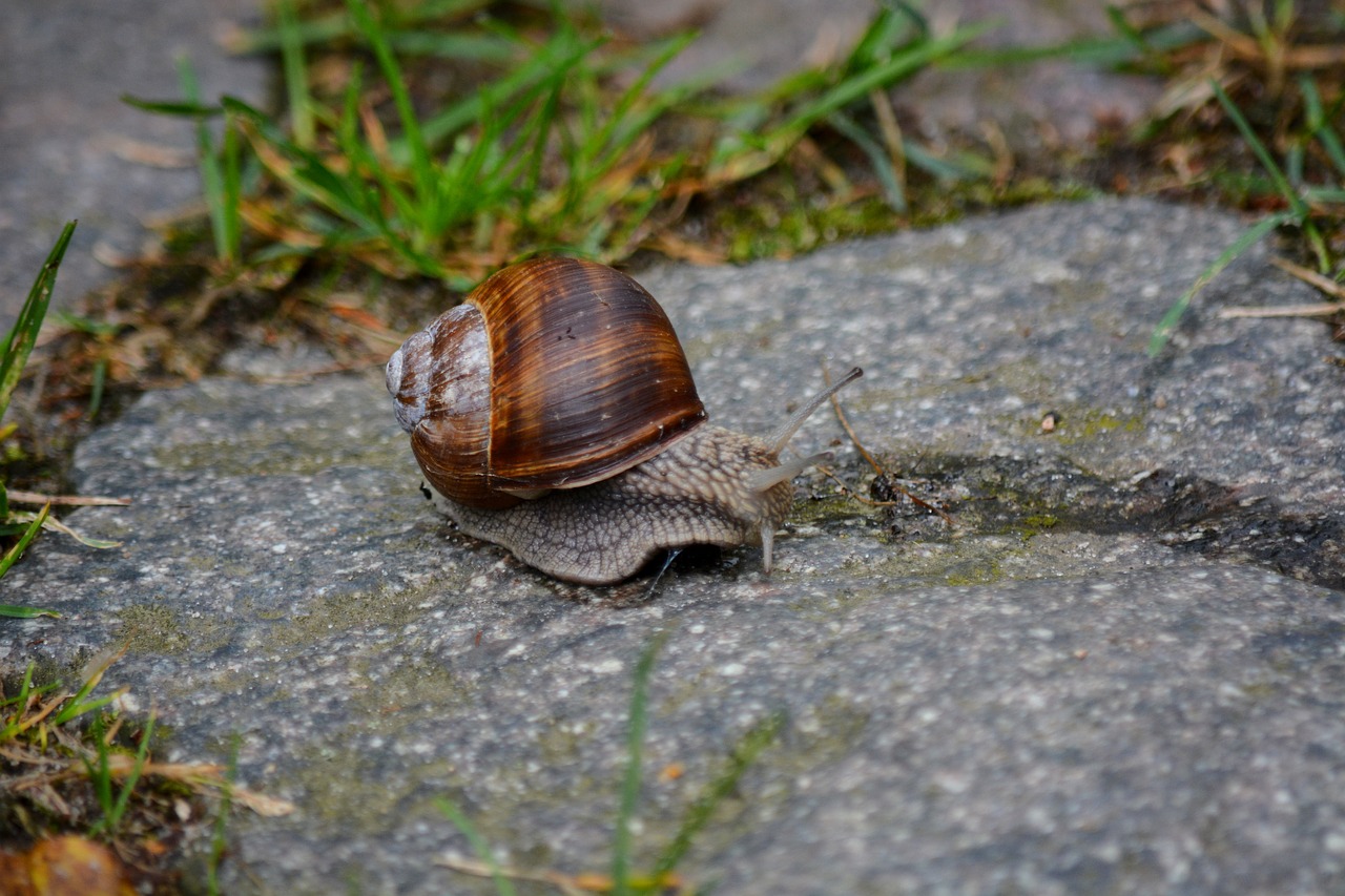 Image - animals snail home summer