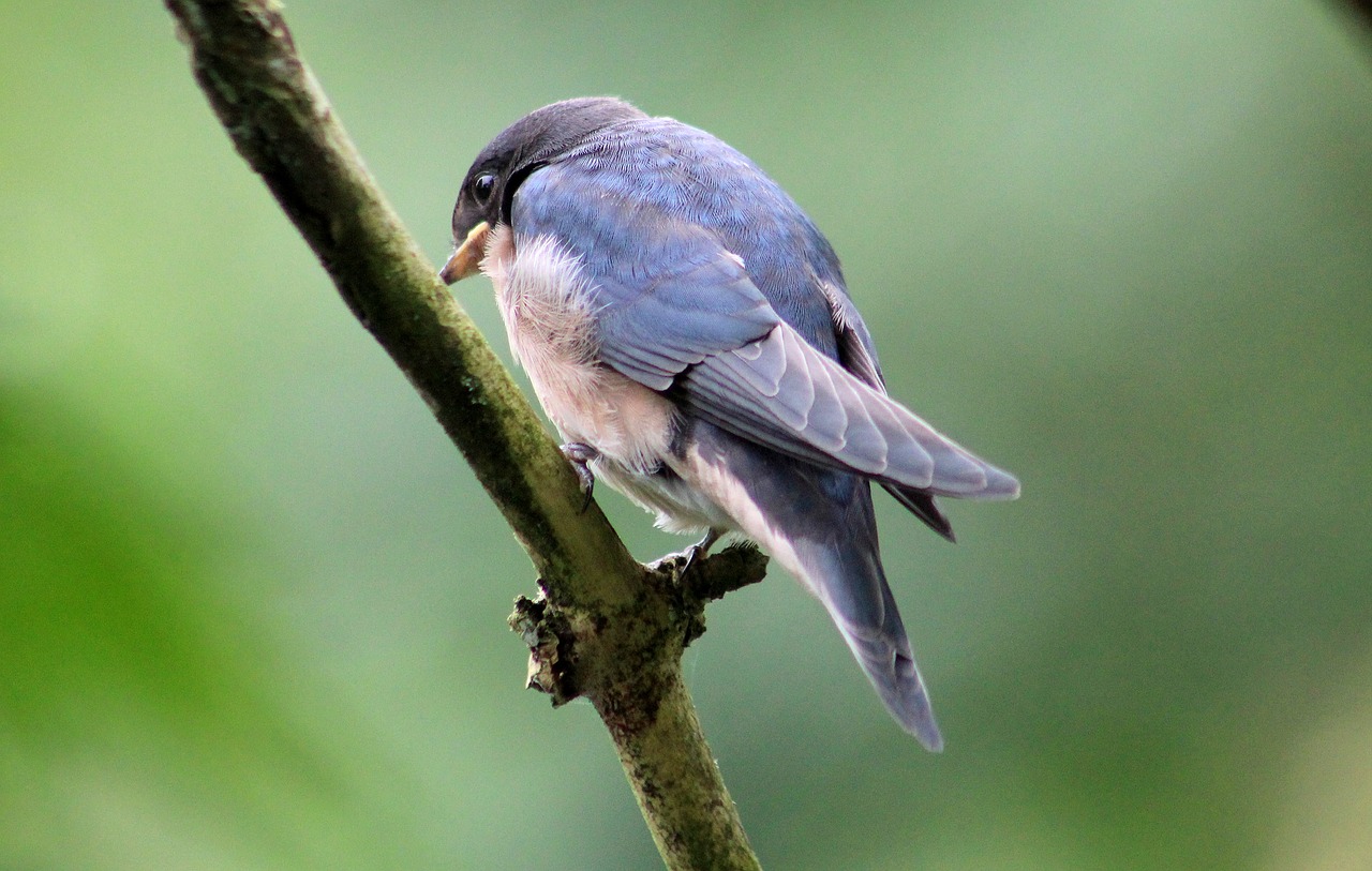 Image - house martin bird animal nature