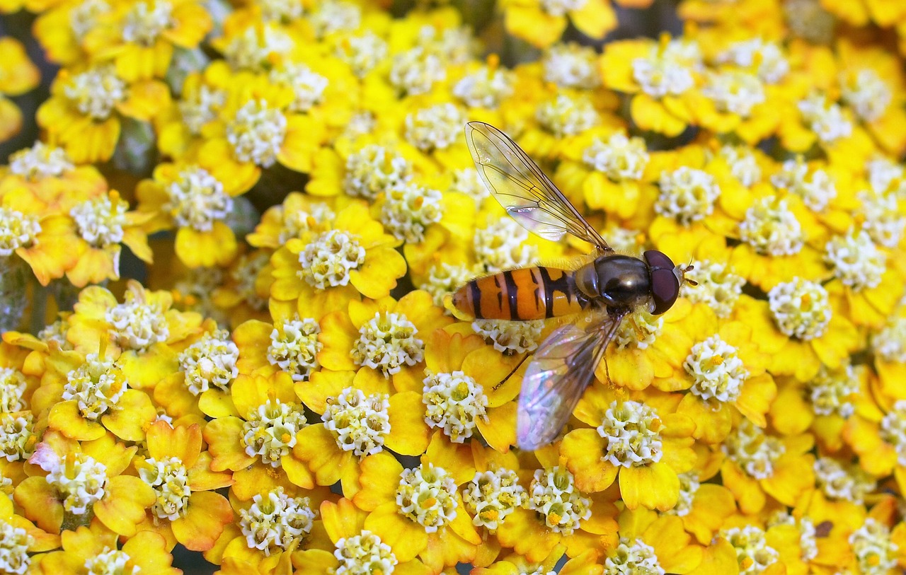 Image - hover fly insect fly flower