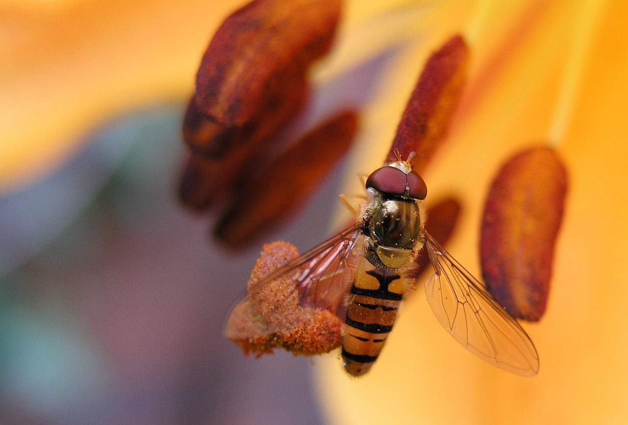 Image - fly lily insect