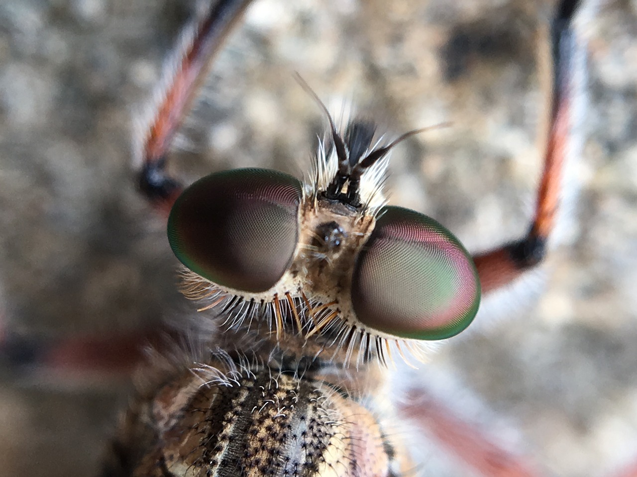 Image - robber fly fly macro