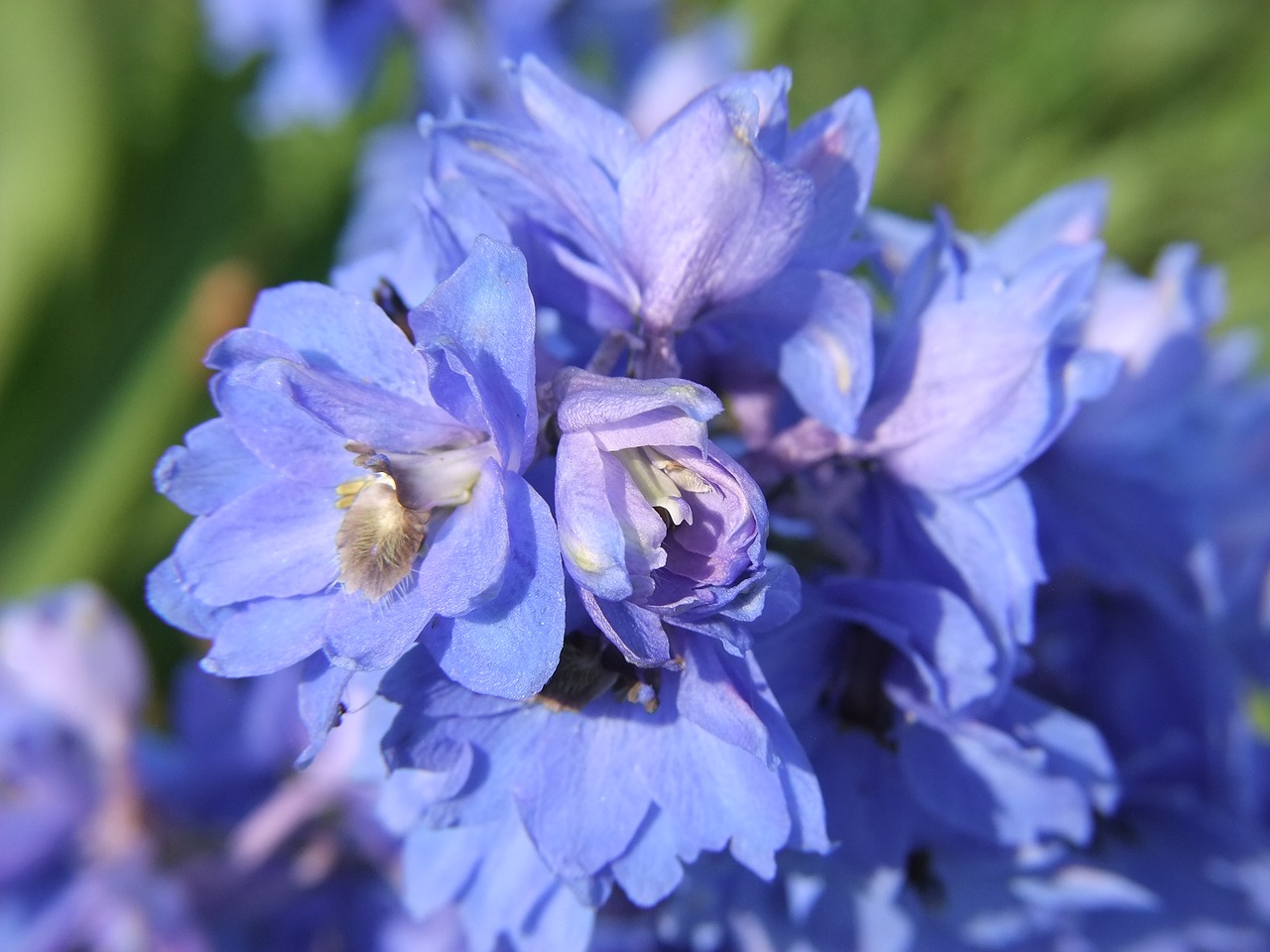 Image - blue flower delphinium