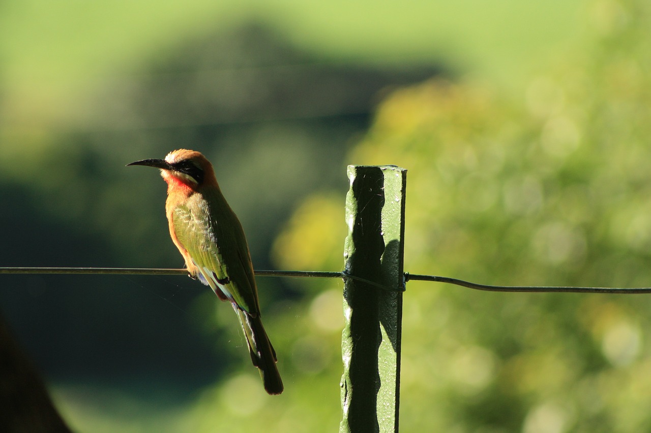 Image - white fronted bee eater bird