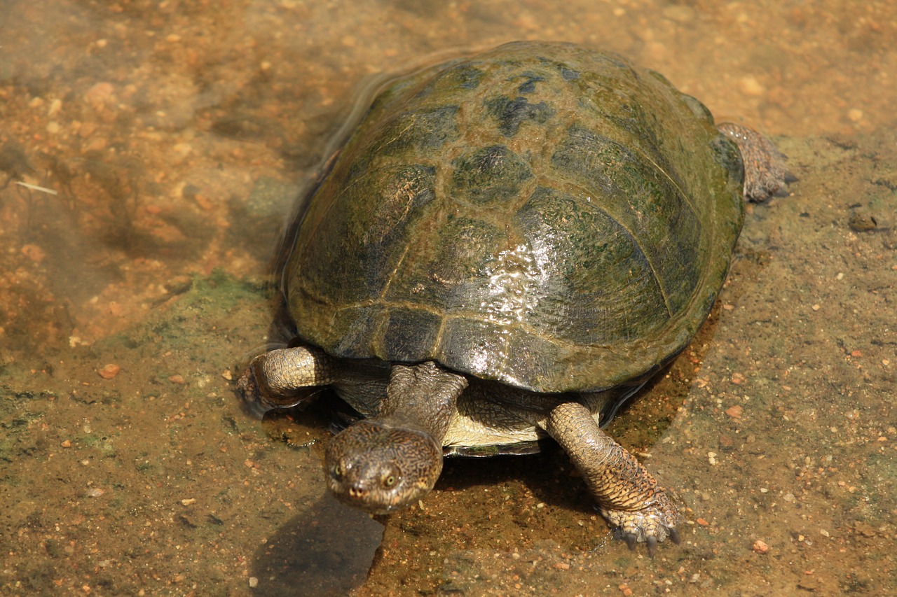 Image - terrapin fresh water turtle swim