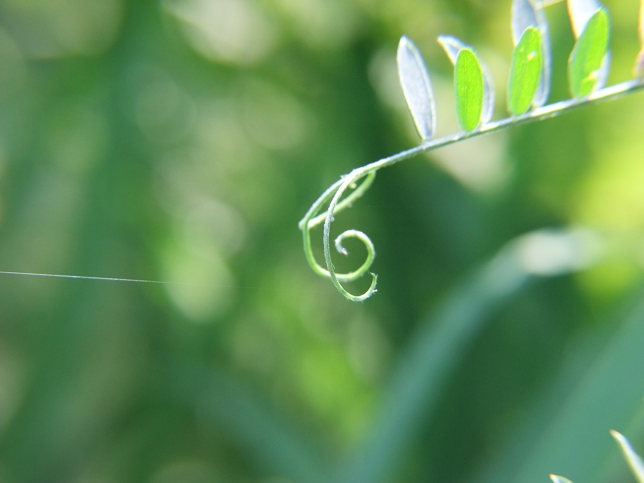 Image - music flowers nature