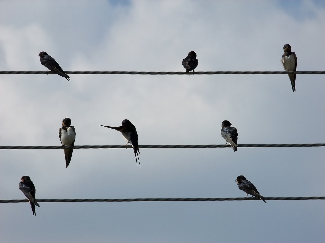 Image - birds sheet music wire