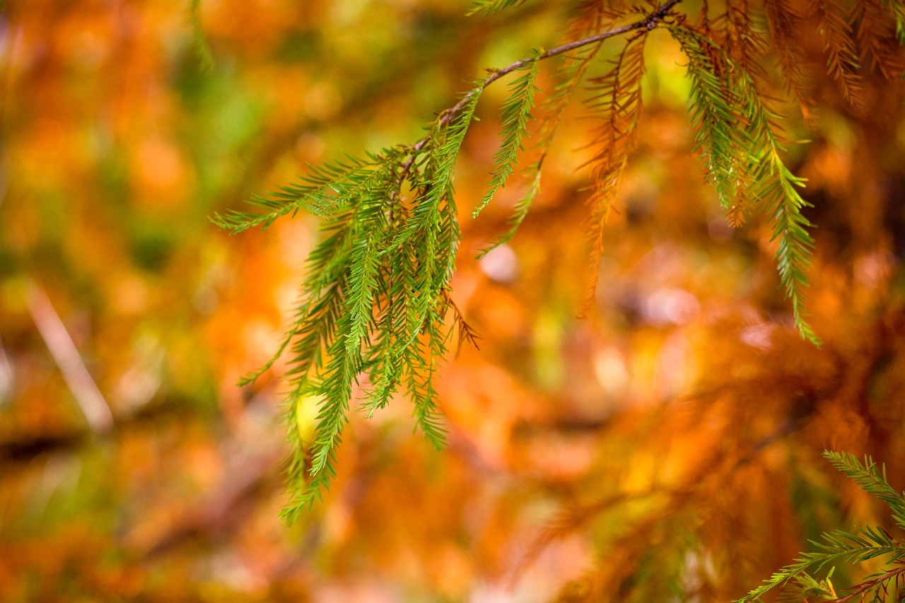 Image - cypress leaves sunrise morning