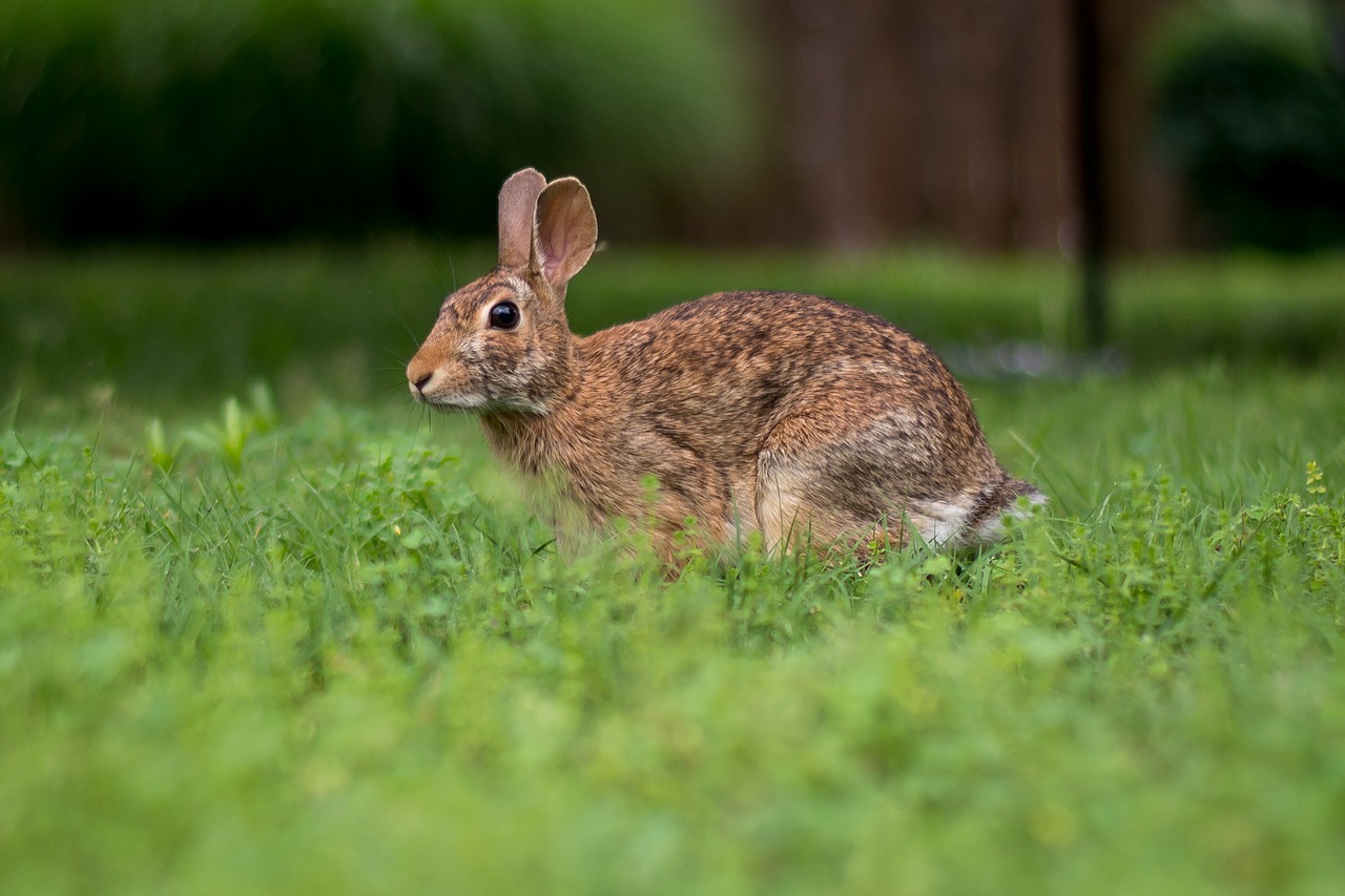 Image - bunny rabbit outside wildlife