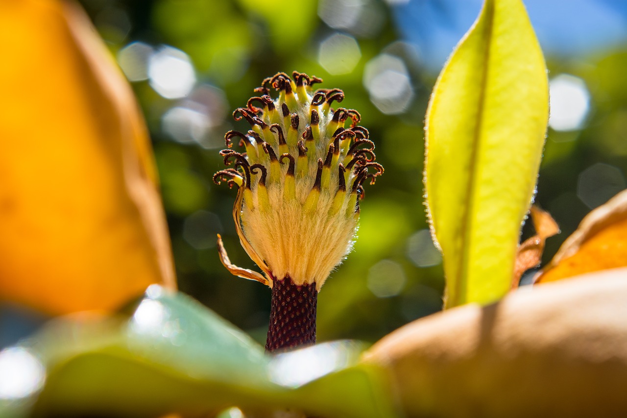 Image - magnolia flower bokeh colors