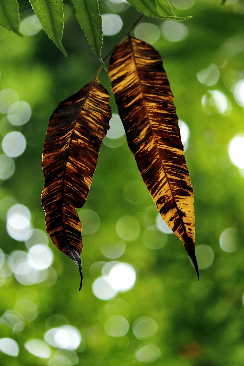 Image - backlight yellow leaf leaf nature