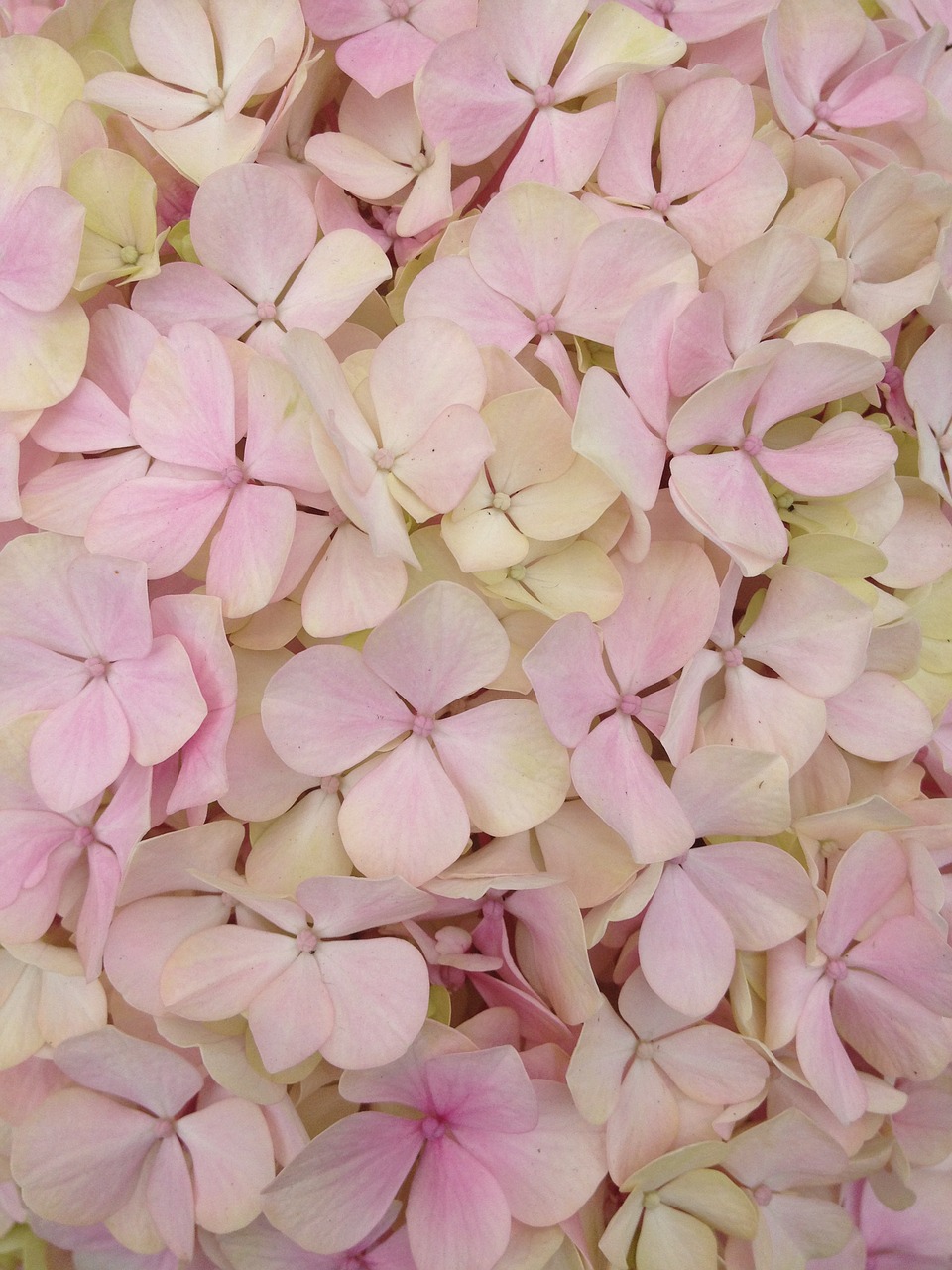 Image - flower texture hydrangea pink