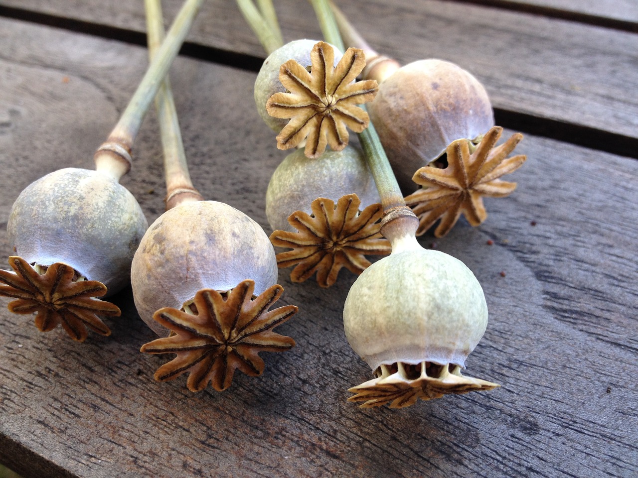 Image - poppy poppy capsule still life dry