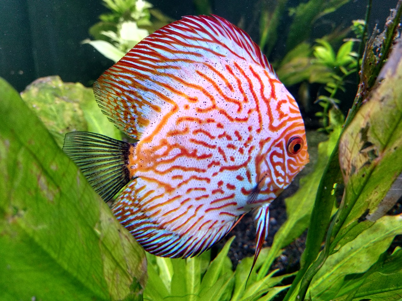 Image - fish sea life aquarium colorful