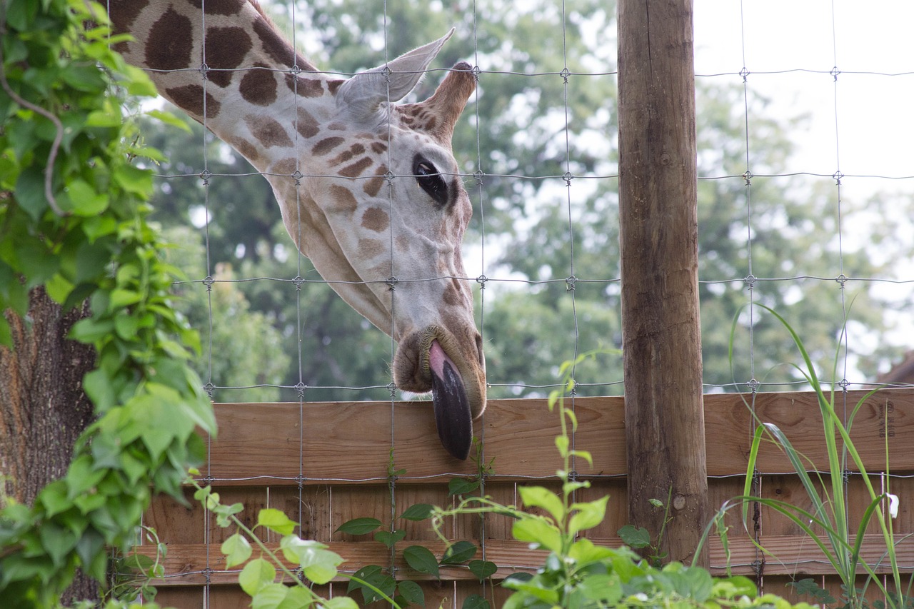 Image - giraffe animal tongue