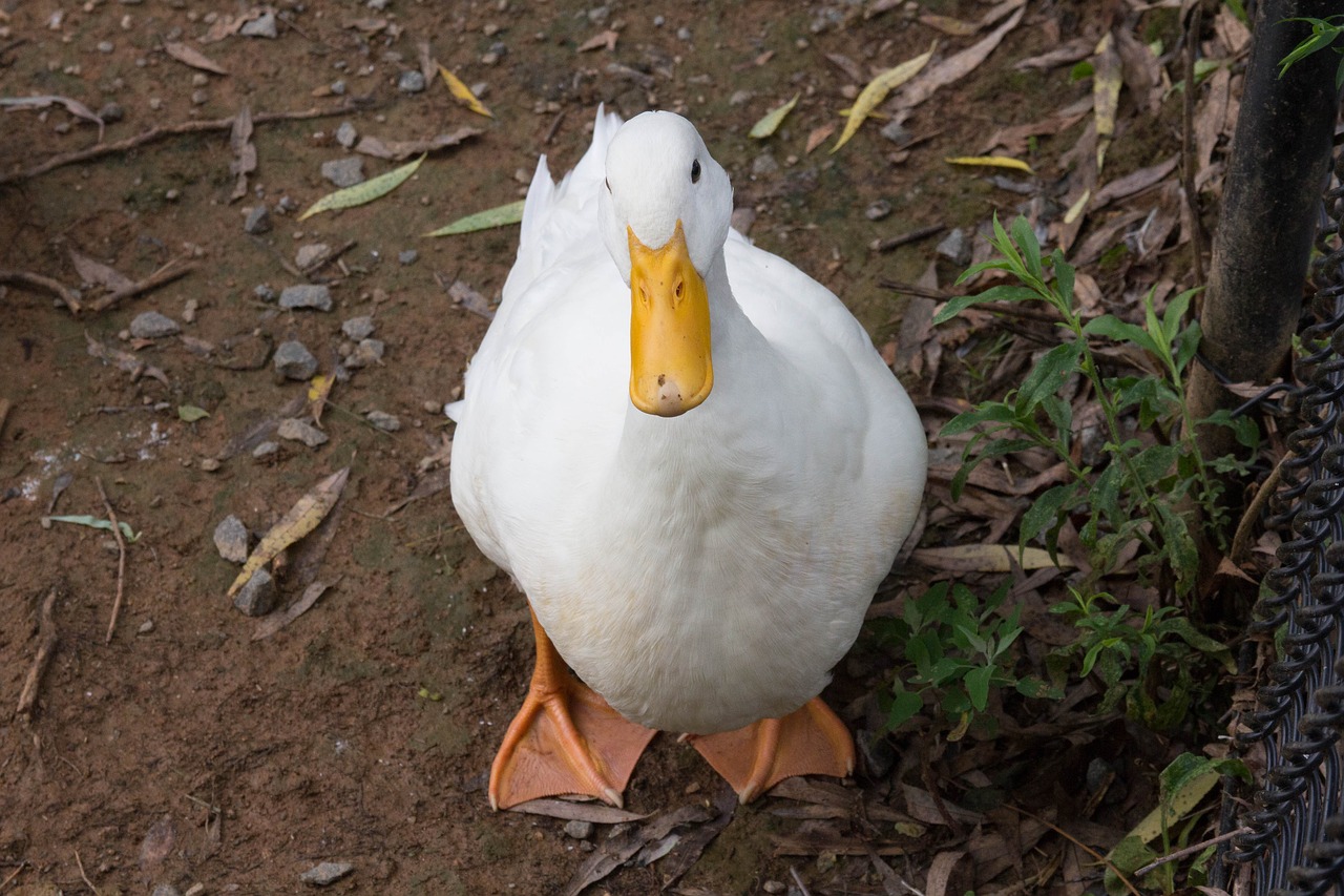 Image - duck bird white feathers beak