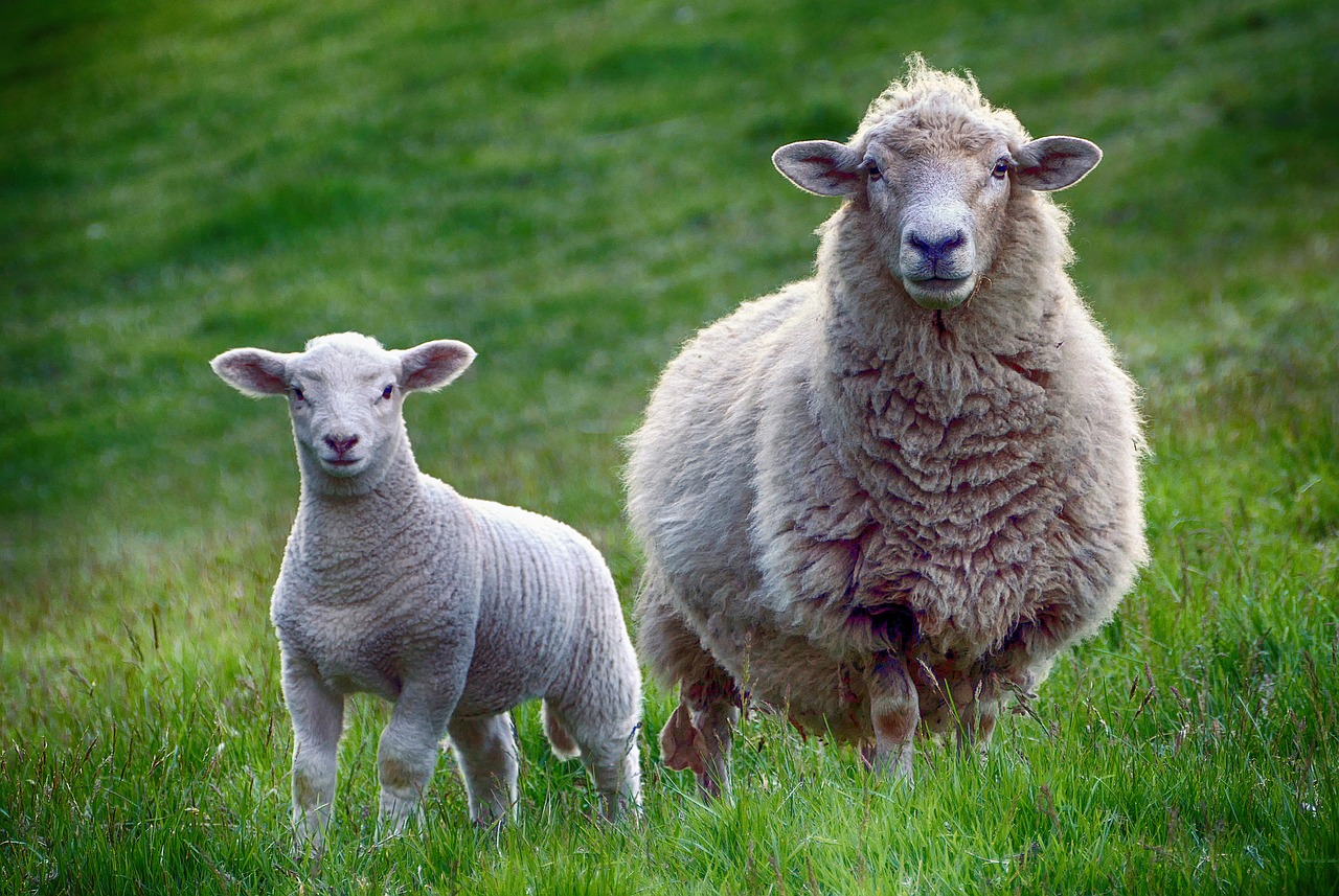 Image - sheep lamb farm animal mammal