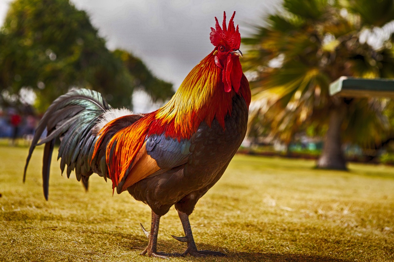Image - rooster cockerel bird
