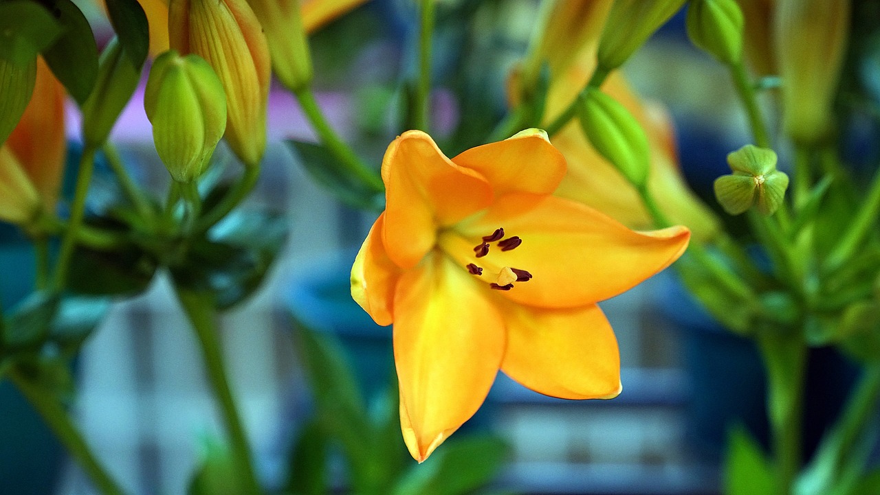 Image - lily flower orange floral blossom