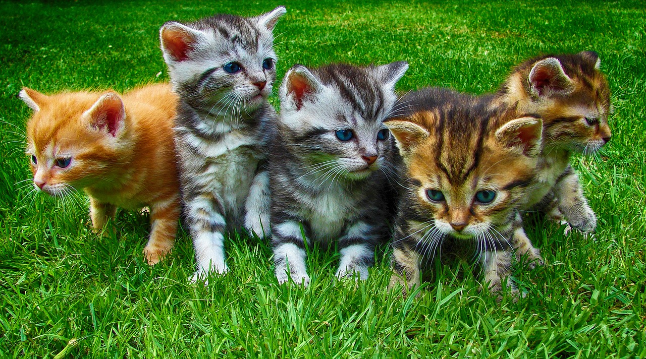 Image - kittens cats pet cute domestic