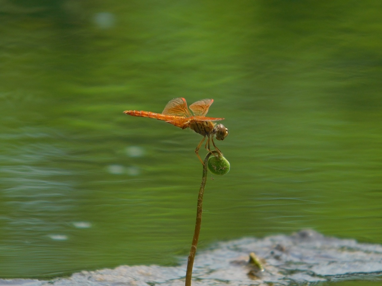 Image - air orange green water