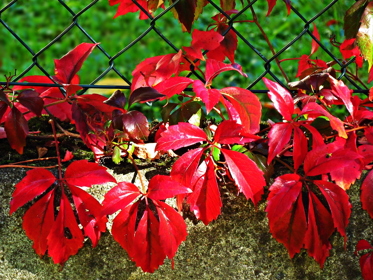 Image - autumn red purple foliage nature