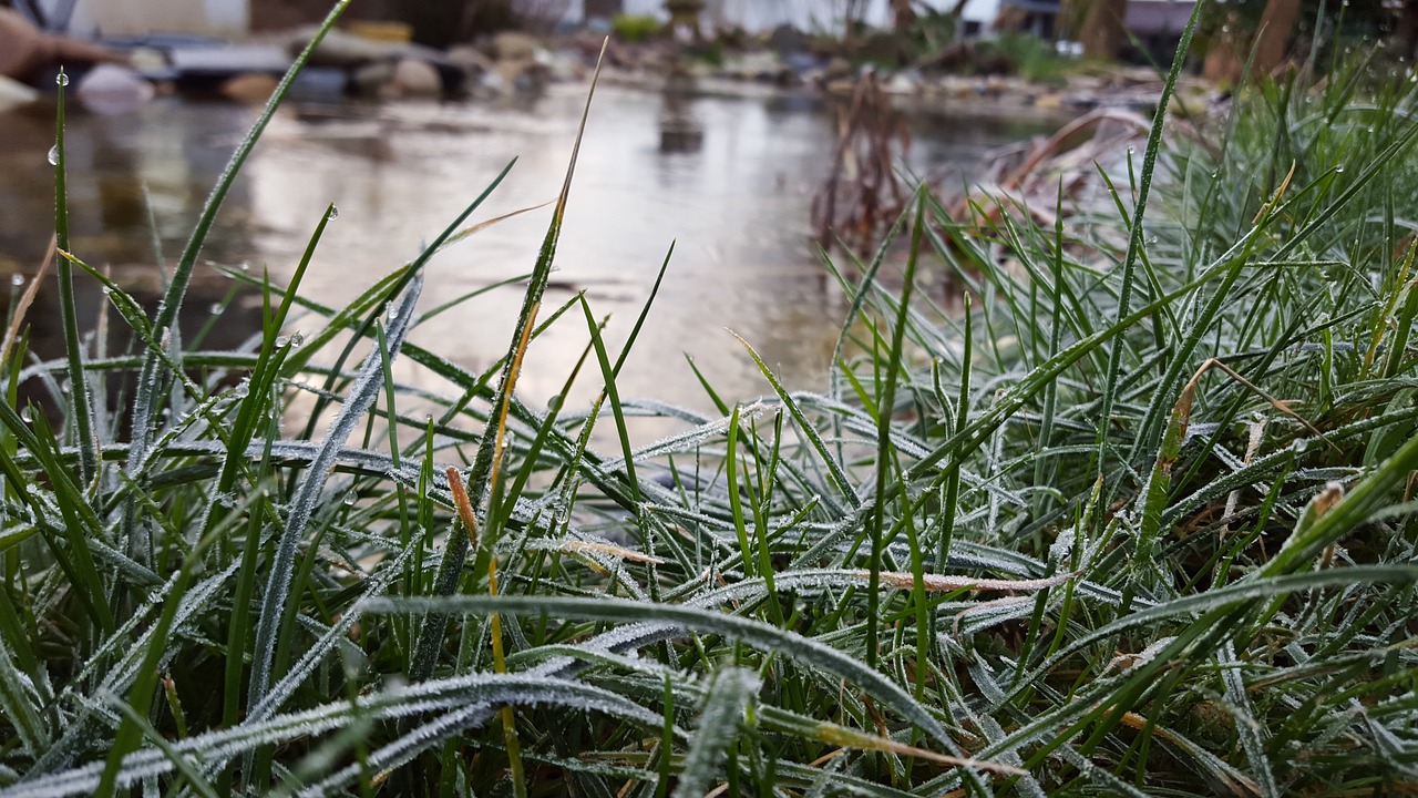 Image - grass frozen cold winter hoarfrost