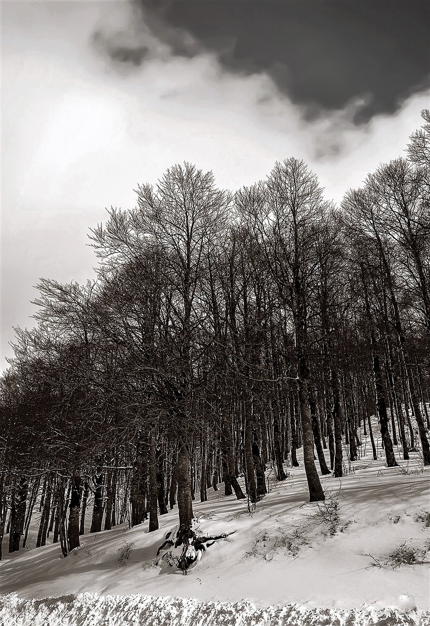 Image - abruzzo lazio national park snow