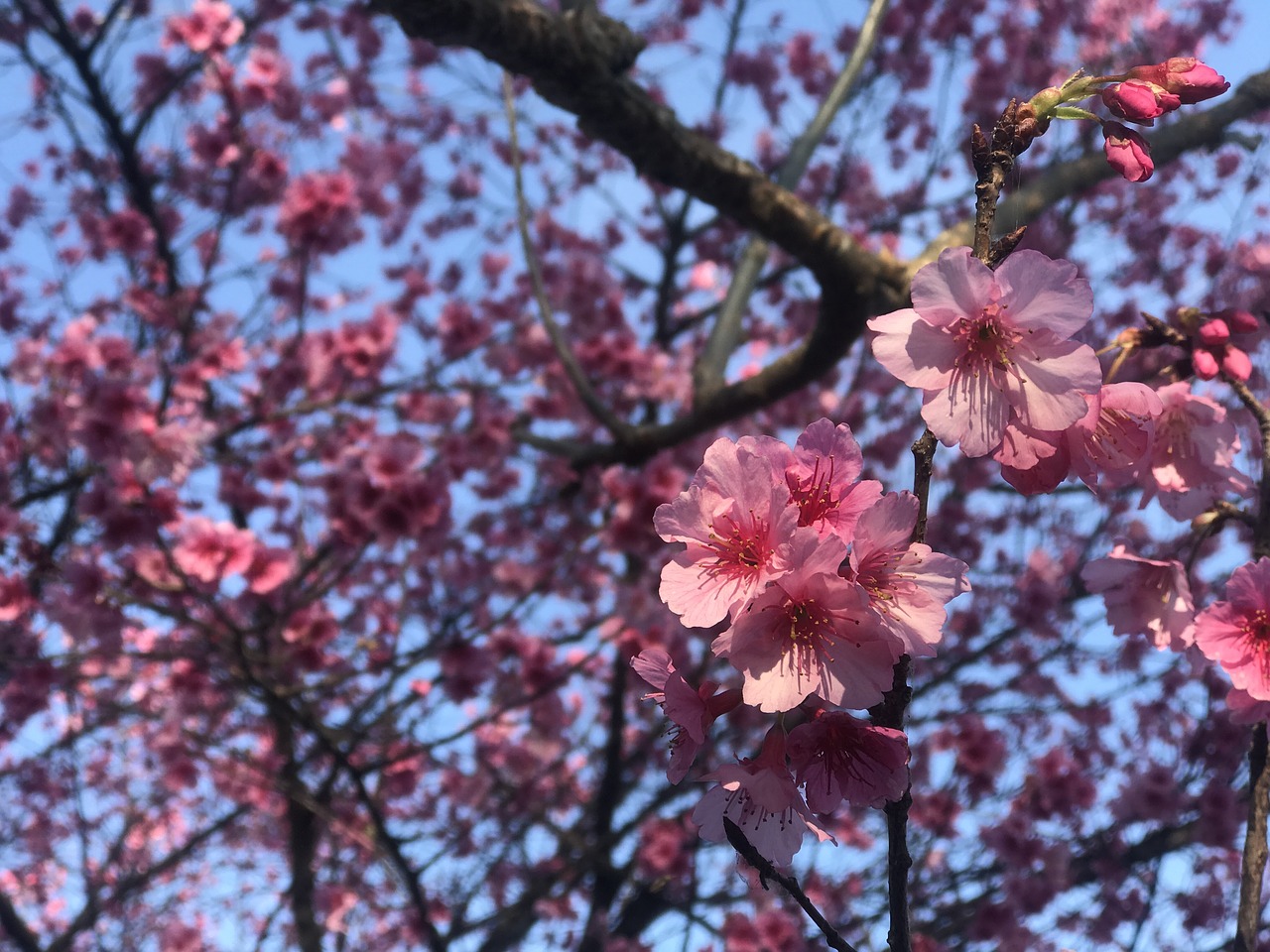 Image - flower flowers nature sky petal