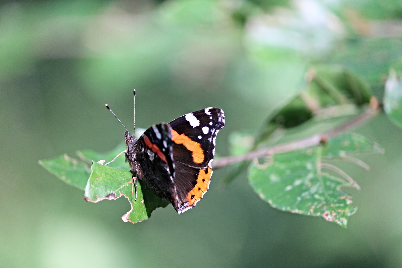 Image - admiral butterfly vanessa atalanta