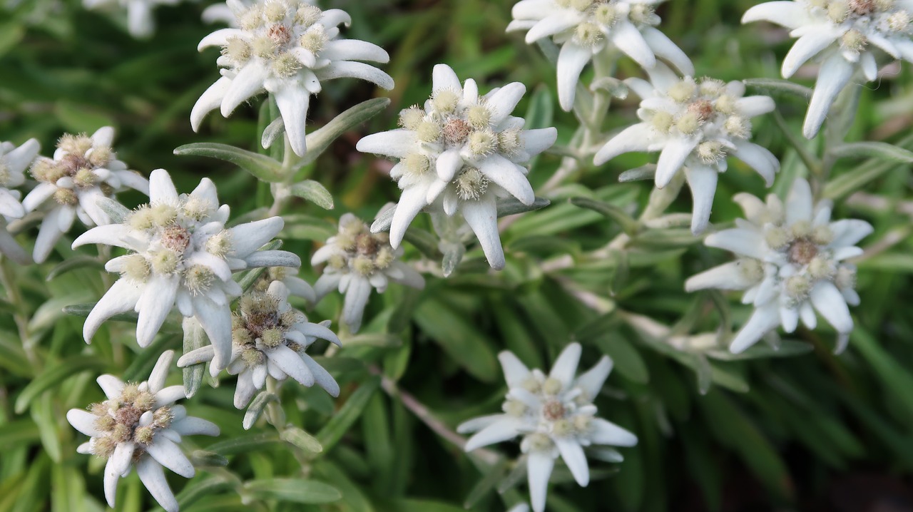 Image - edelweiss swiss zermatt