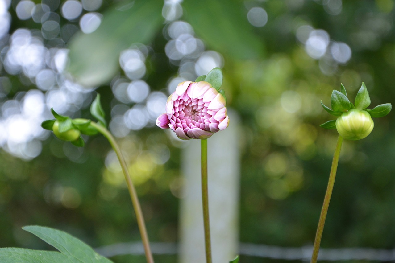 Image - flower bud dahlia white pink