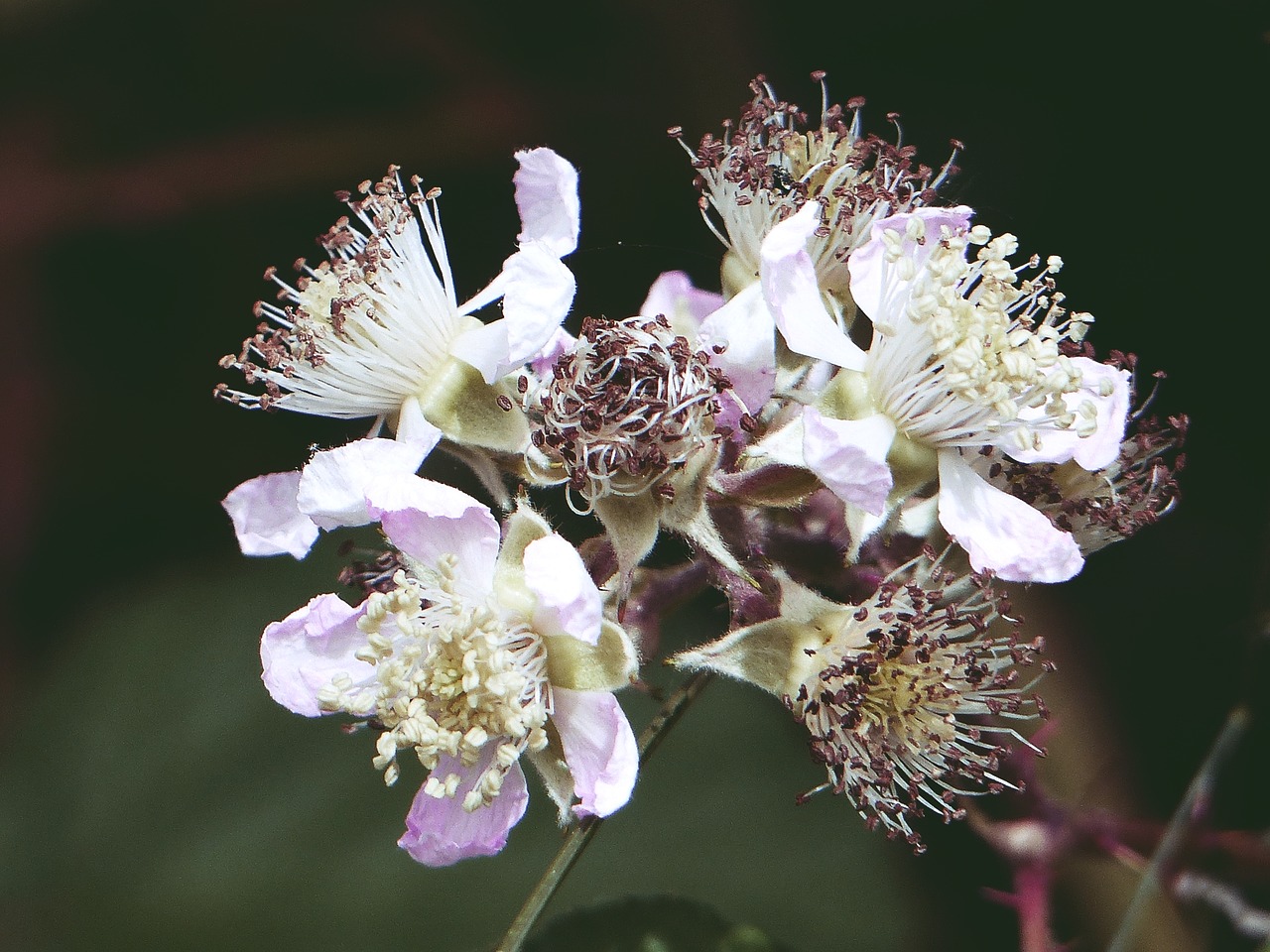 Image - blackberry blossom nature summer