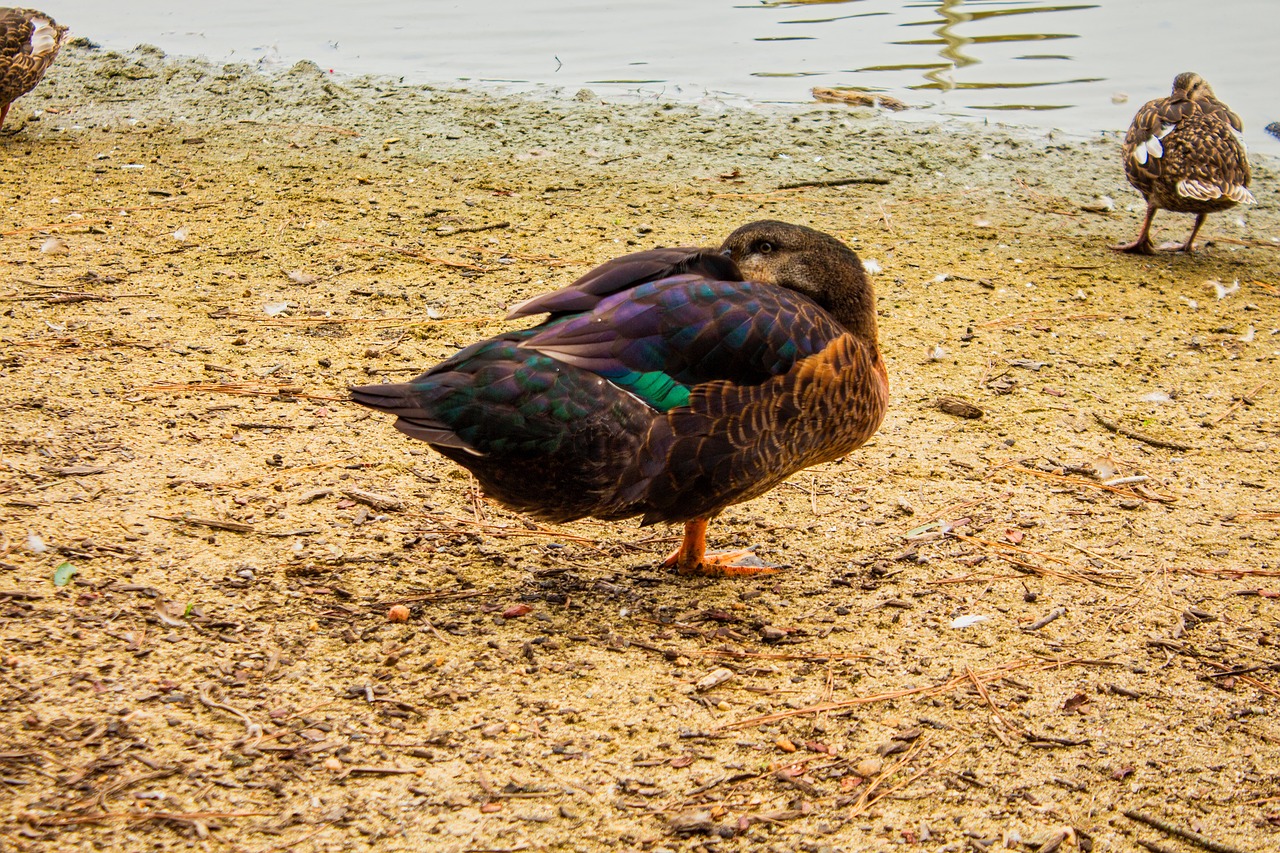 Image - duck lake sleeping