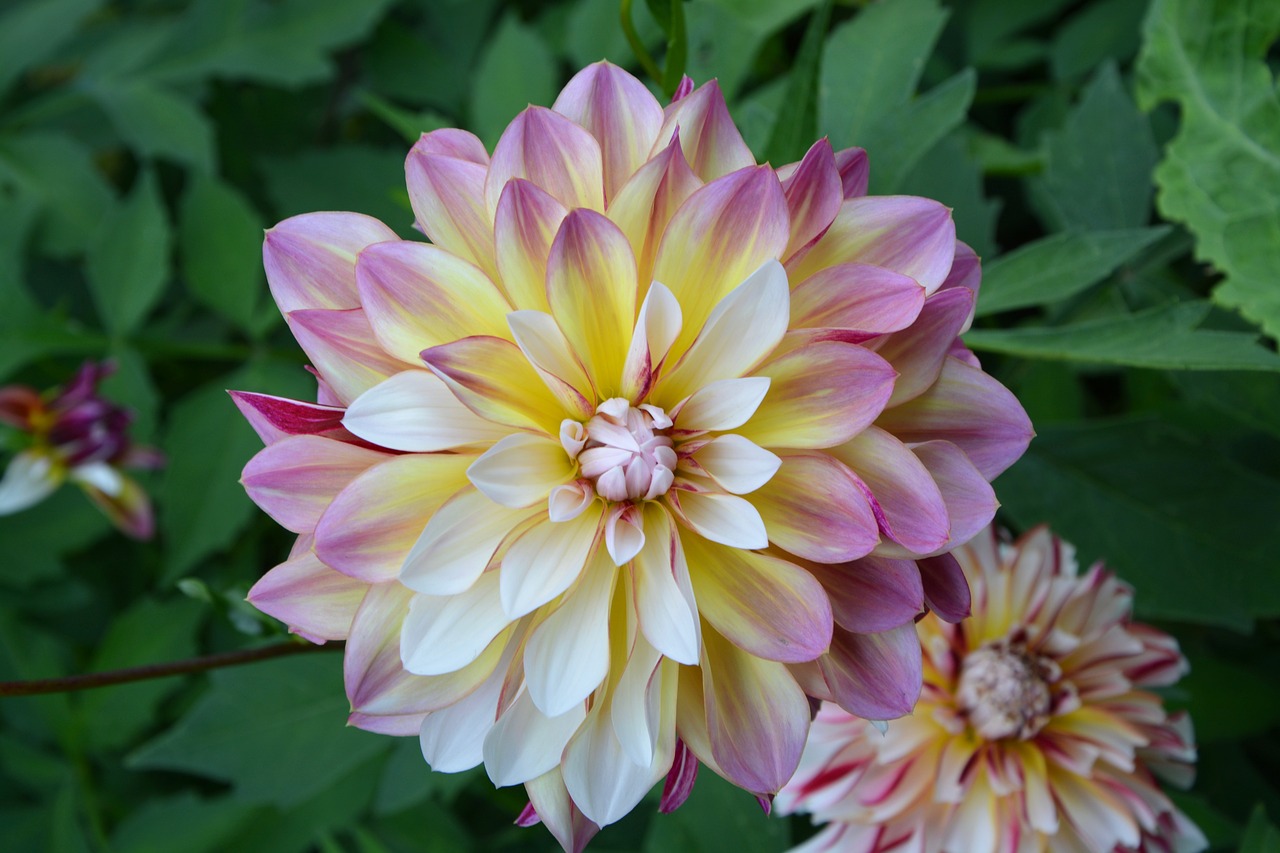 Image - flowers dahlia pink yellow white