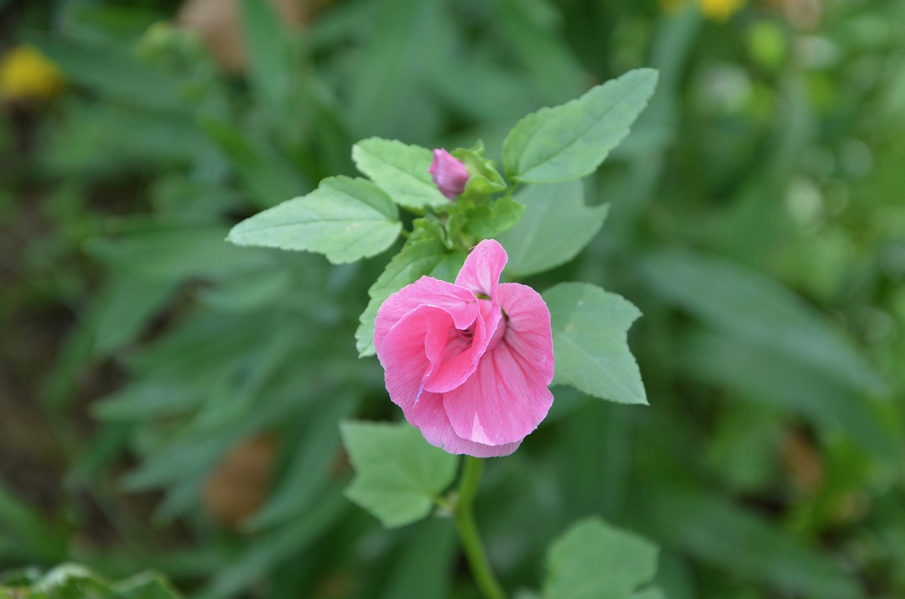 Image - button flower bud pink green leaves