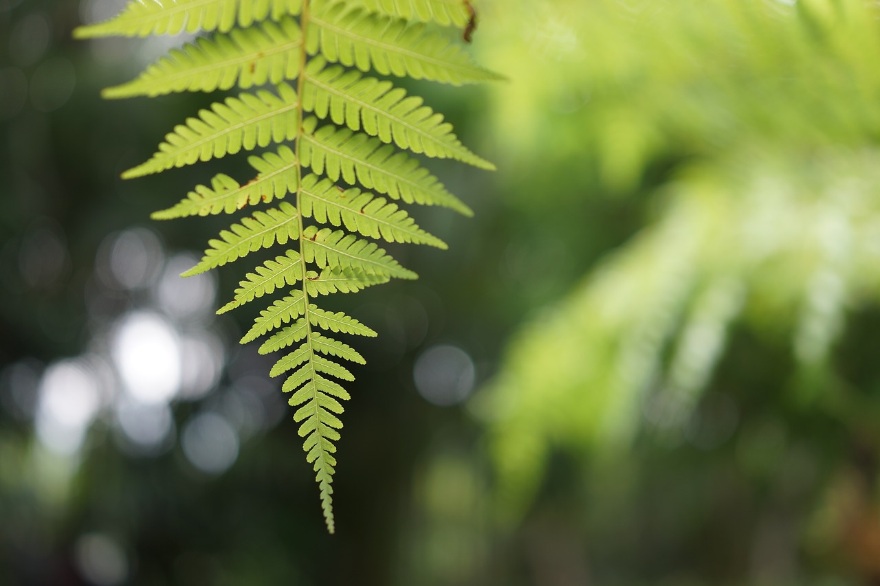 Image - fern tender natural foliage