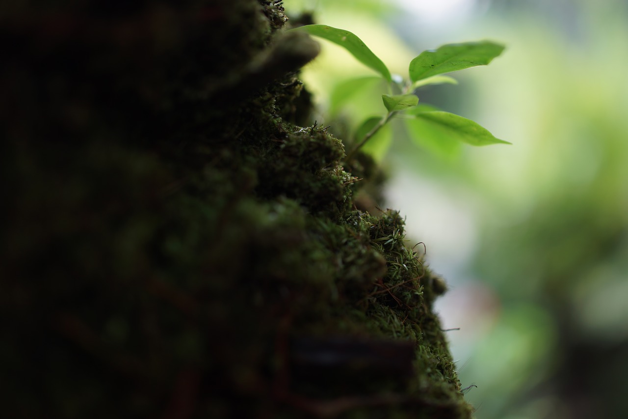 Image - mosses non vascular plants