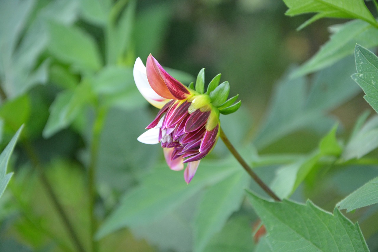 Image - flowers profile on flower pretty