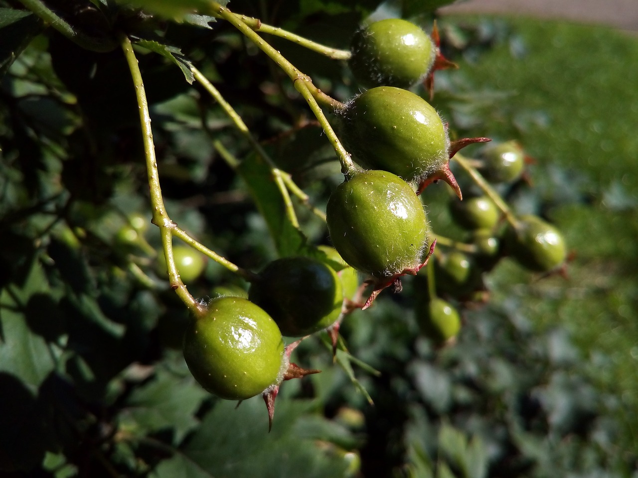 Image - berry green hawthorn summer