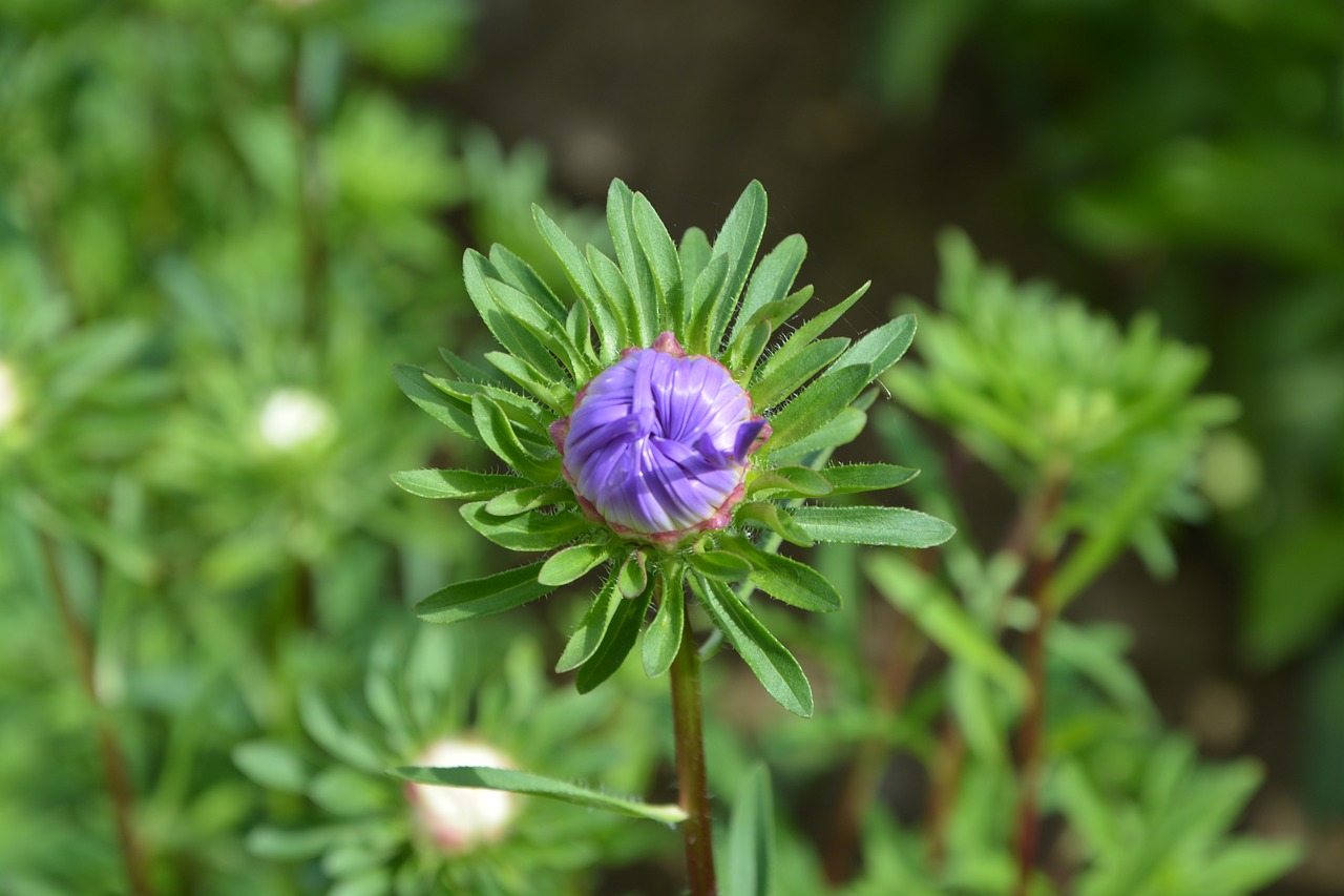 Image - flower bud purple foliage green