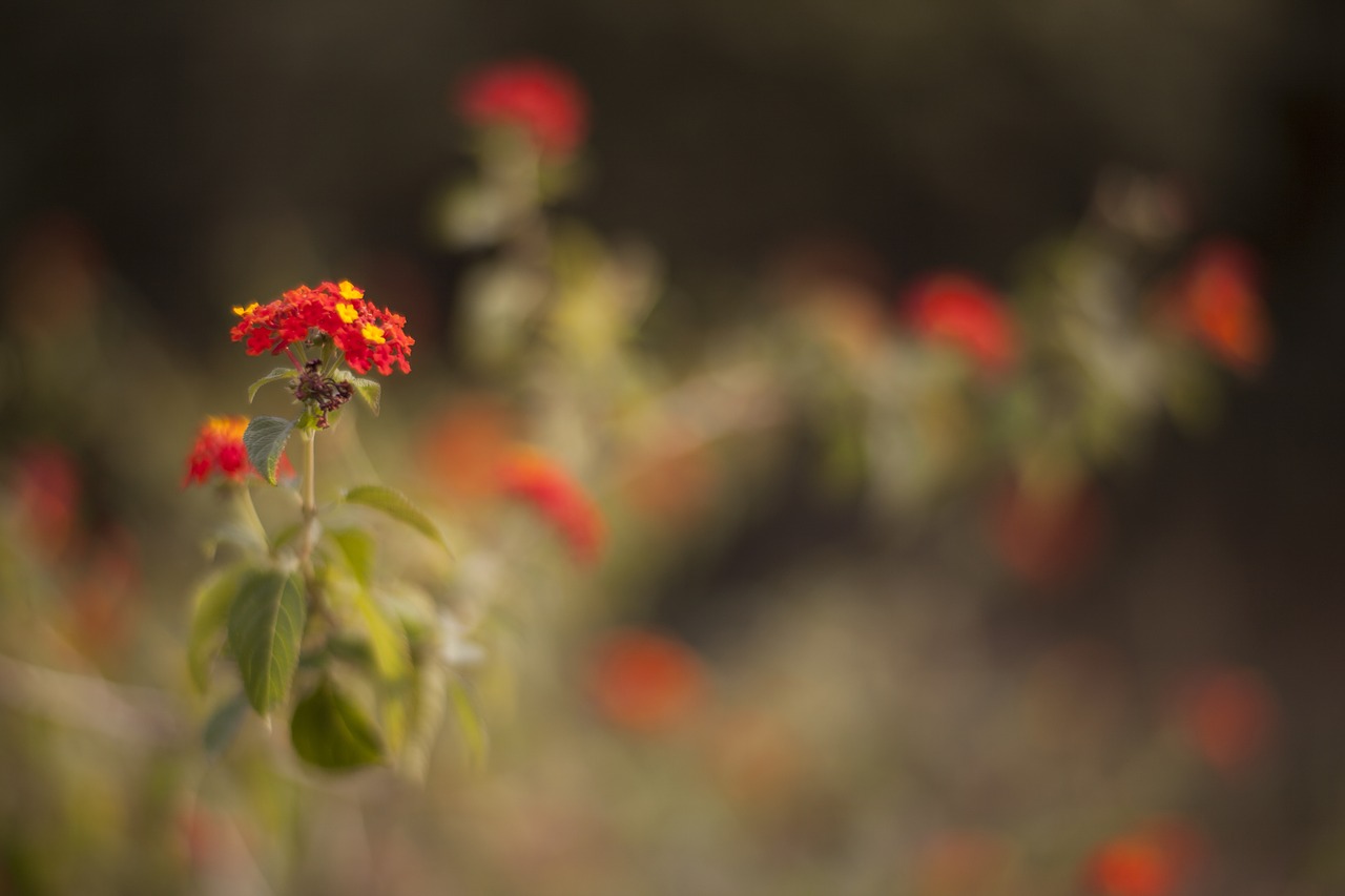 Image - flower nature plant spring