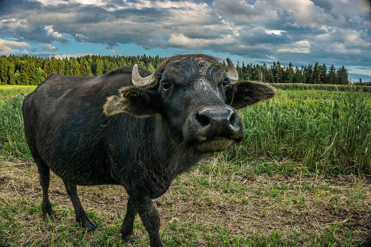 Image - summer landscape green pasture