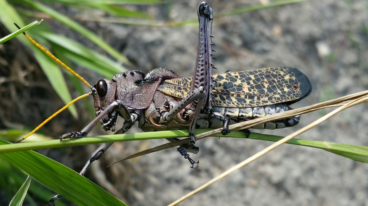 Image - cricket insect grasshopper pest