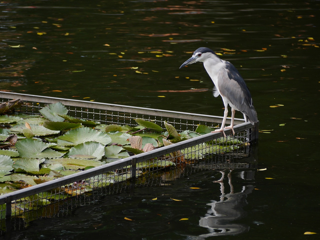 Image - bird pond park water nature asia