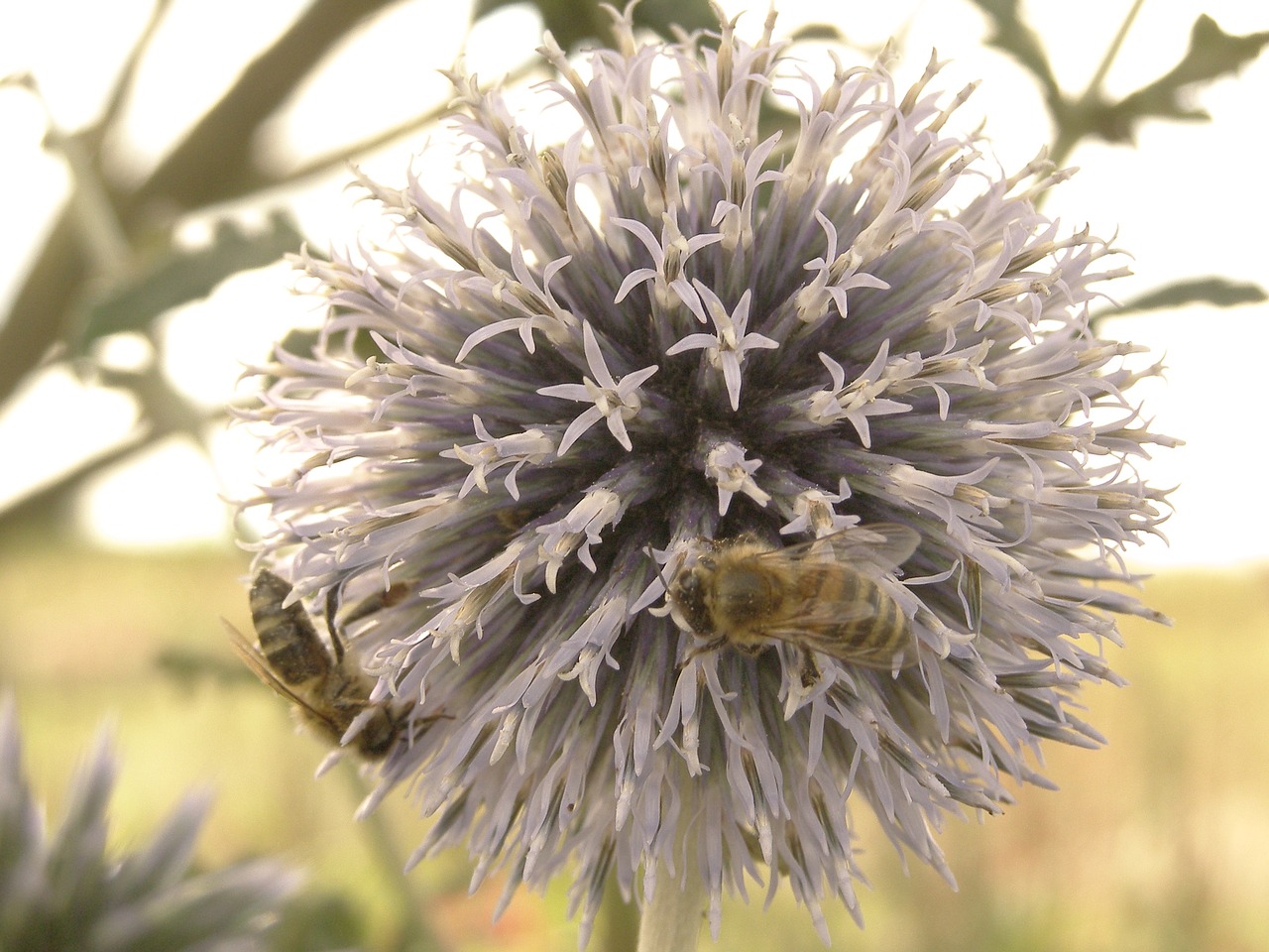 Image - flower bumblebee thistle ornament