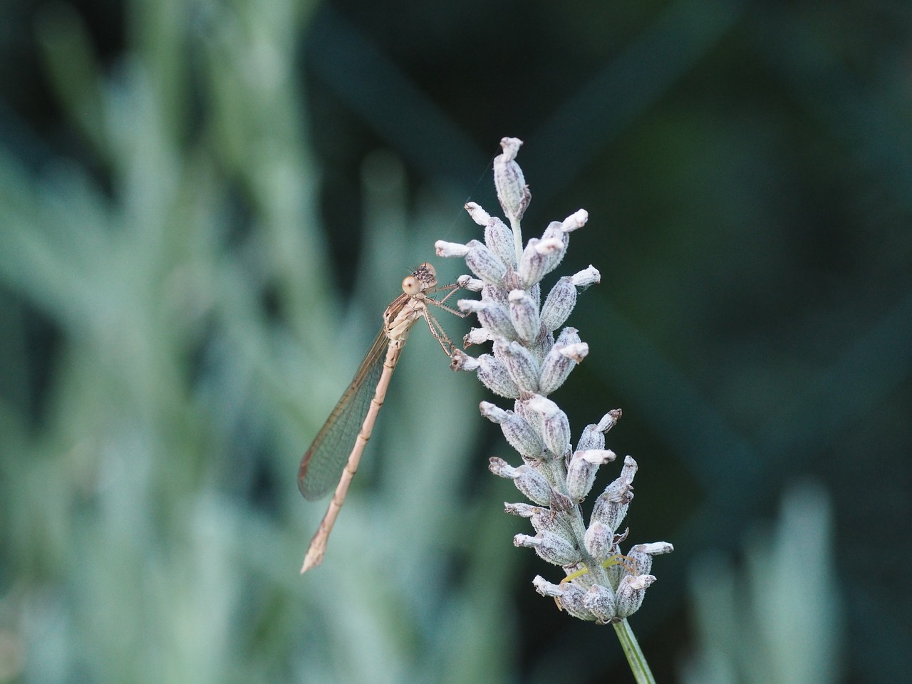 Image - dragonfly plant insect nature