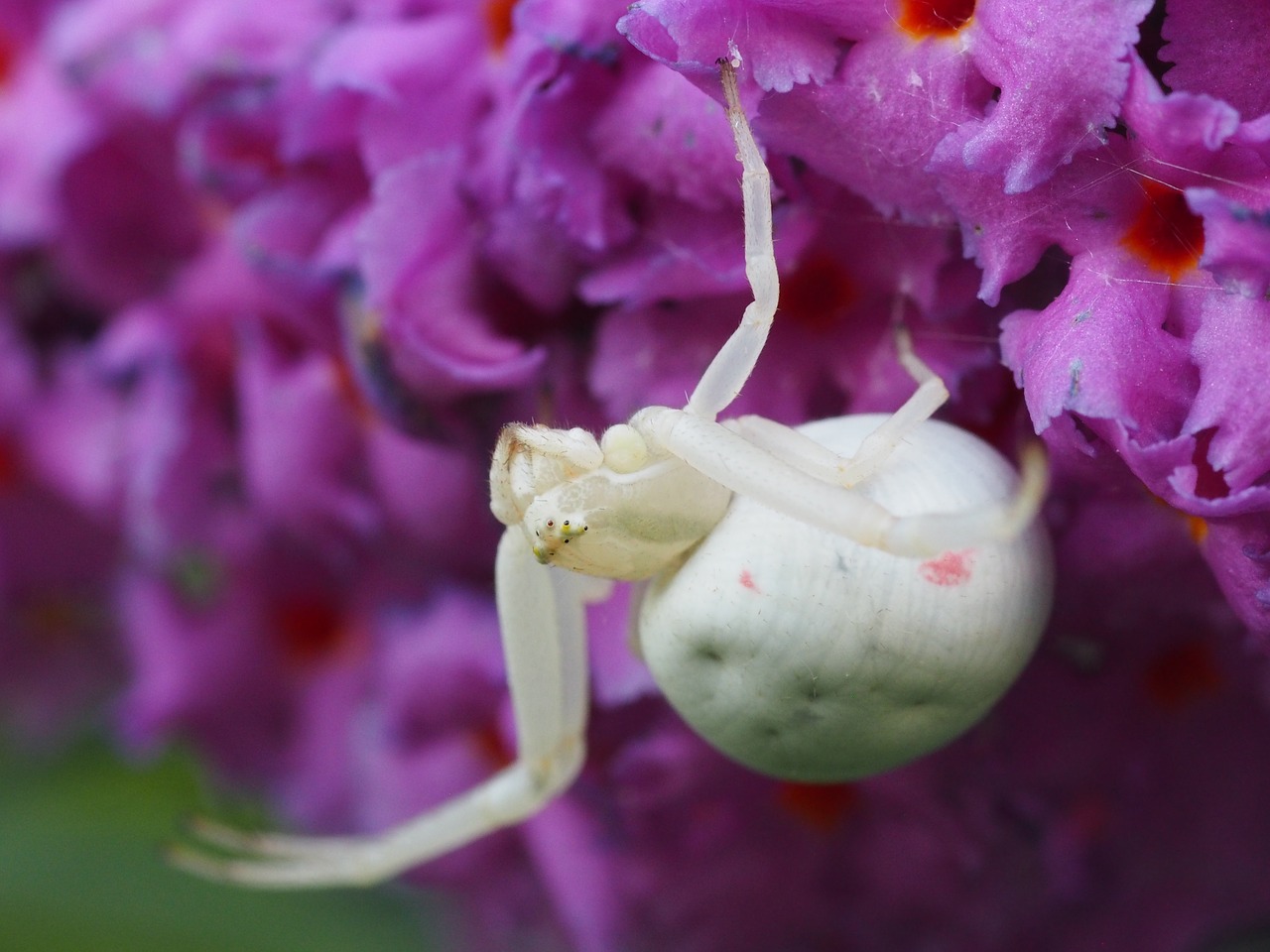 Image - dorsata spider summer lilac nature