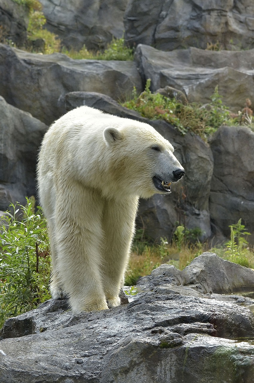 Image - polar bear zoo fur white white fur