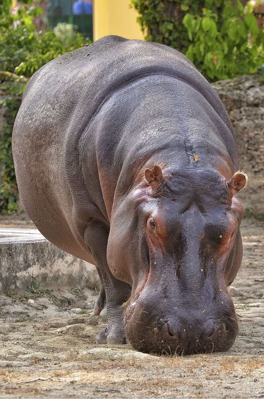 Image - hippopotamus hippo zoo mammal