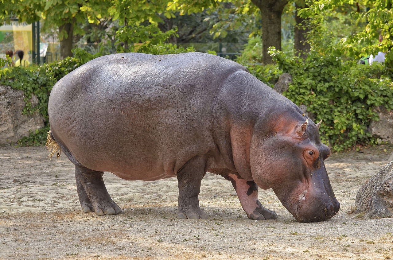 Image - hippopotamus hippo zoo mammal